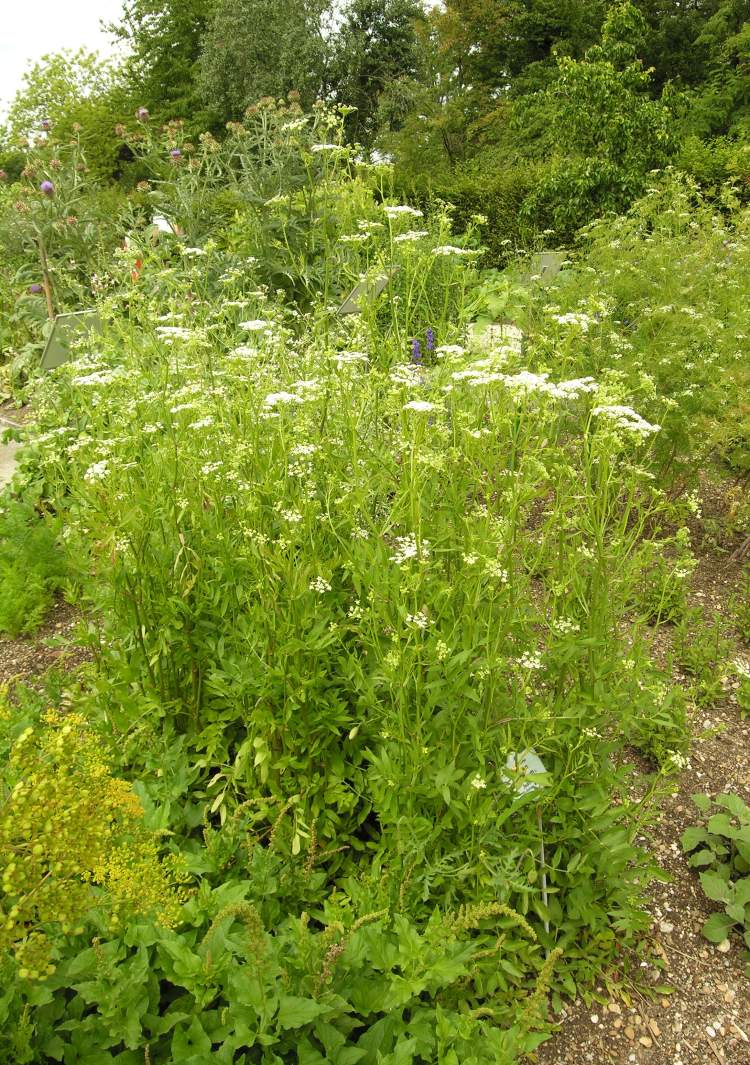 Sium sisarum